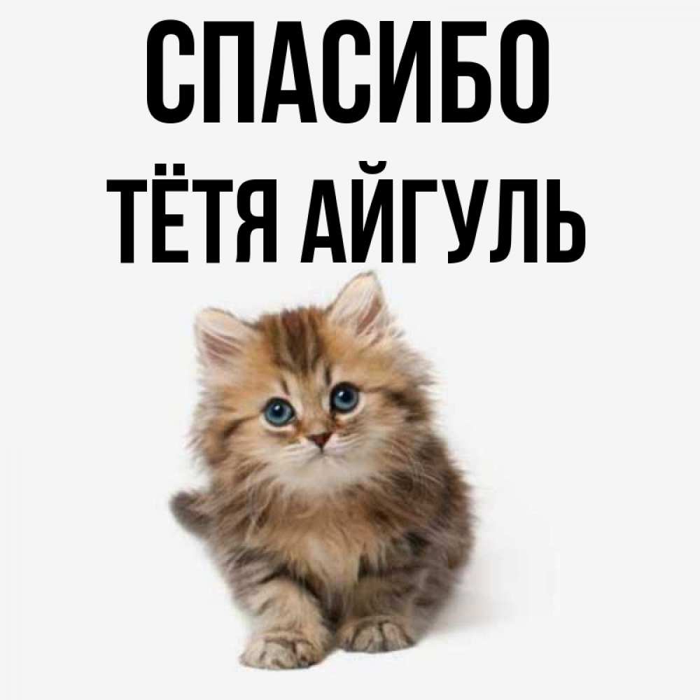 Открытка на каждый день с именем, Тётя-Айгуль Спасибо пушистый котик Прикольная открытка с пожеланием онлайн скачать бесплатно 