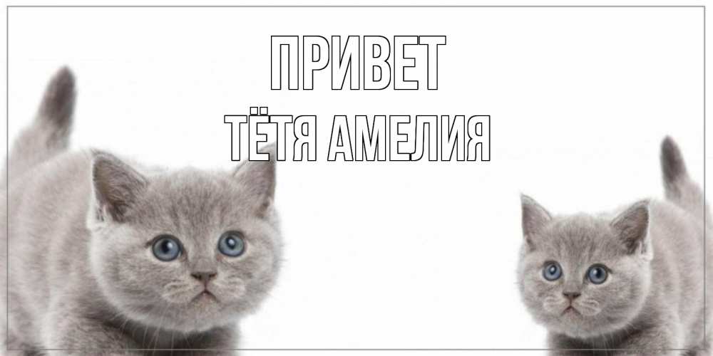 Открытка на каждый день с именем, Тётя-Амелия Привет коты Прикольная открытка с пожеланием онлайн скачать бесплатно 