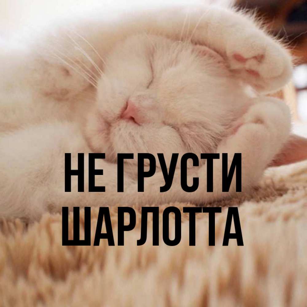 Открытка на каждый день с именем, Шарлотта Не грусти Котенок спит Прикольная открытка с пожеланием онлайн скачать бесплатно 