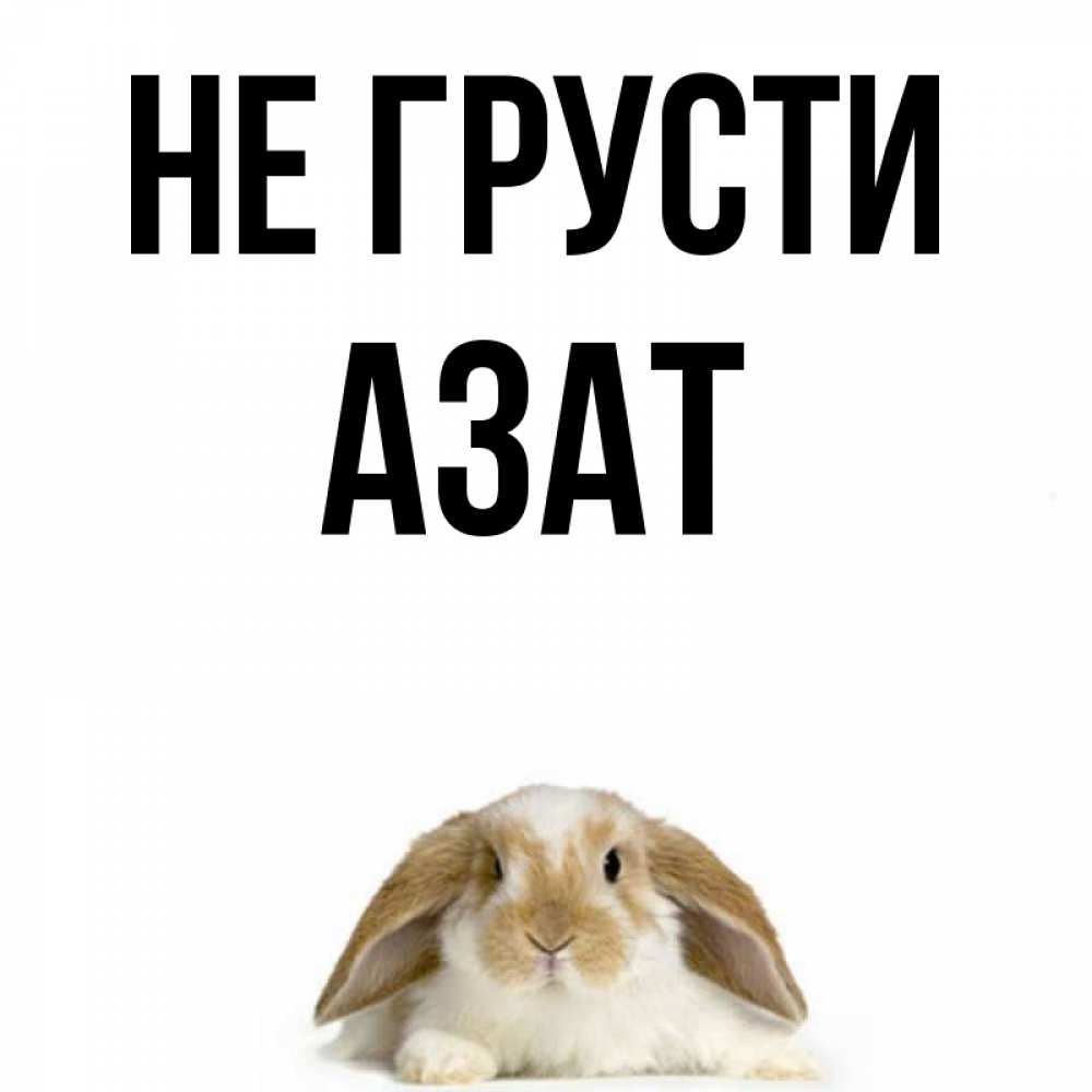 Мальтезами, смешные картинки с именем азат