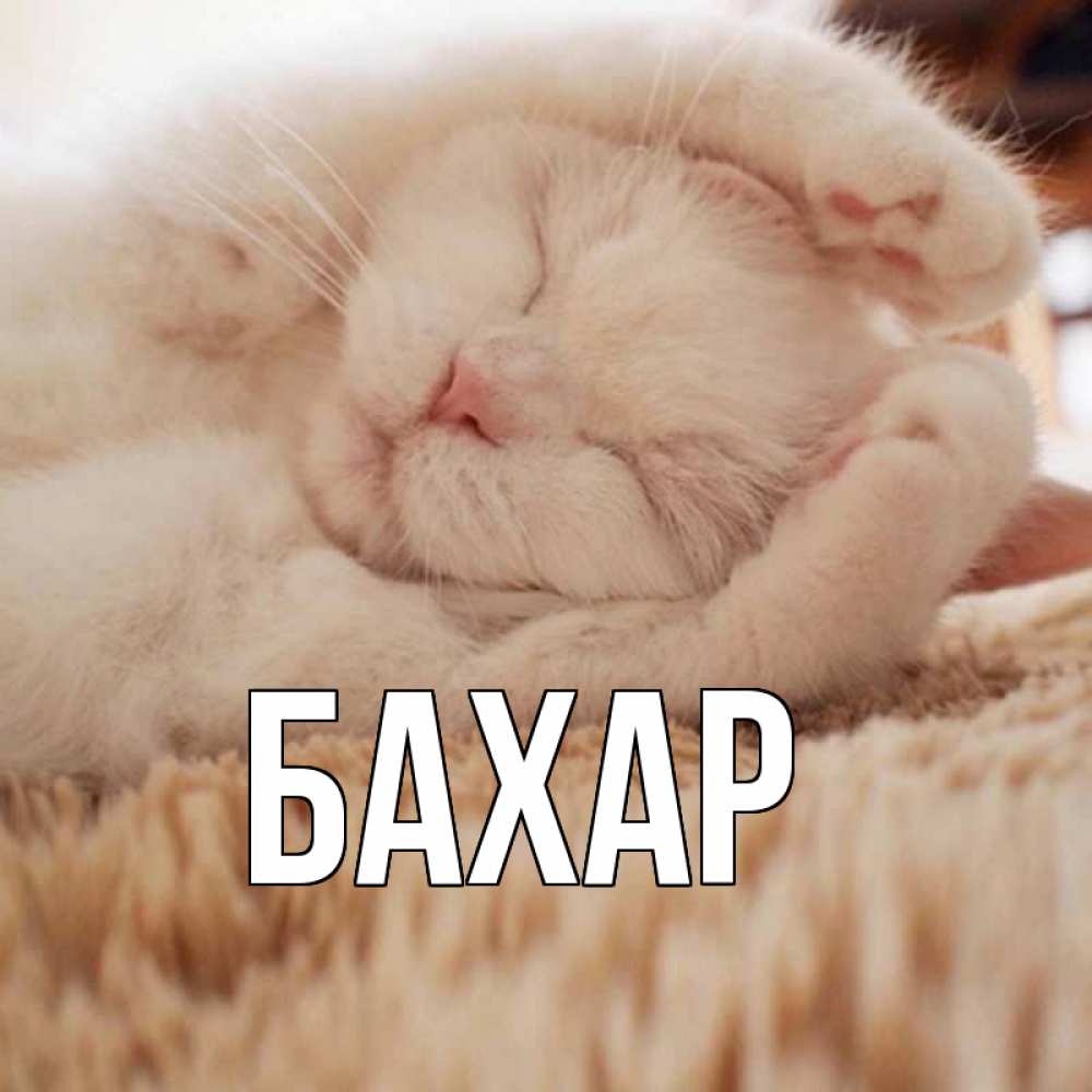 Открытка на каждый день с именем, Бахар Главная для любимой девушки милота Прикольная открытка с пожеланием онлайн скачать бесплатно 