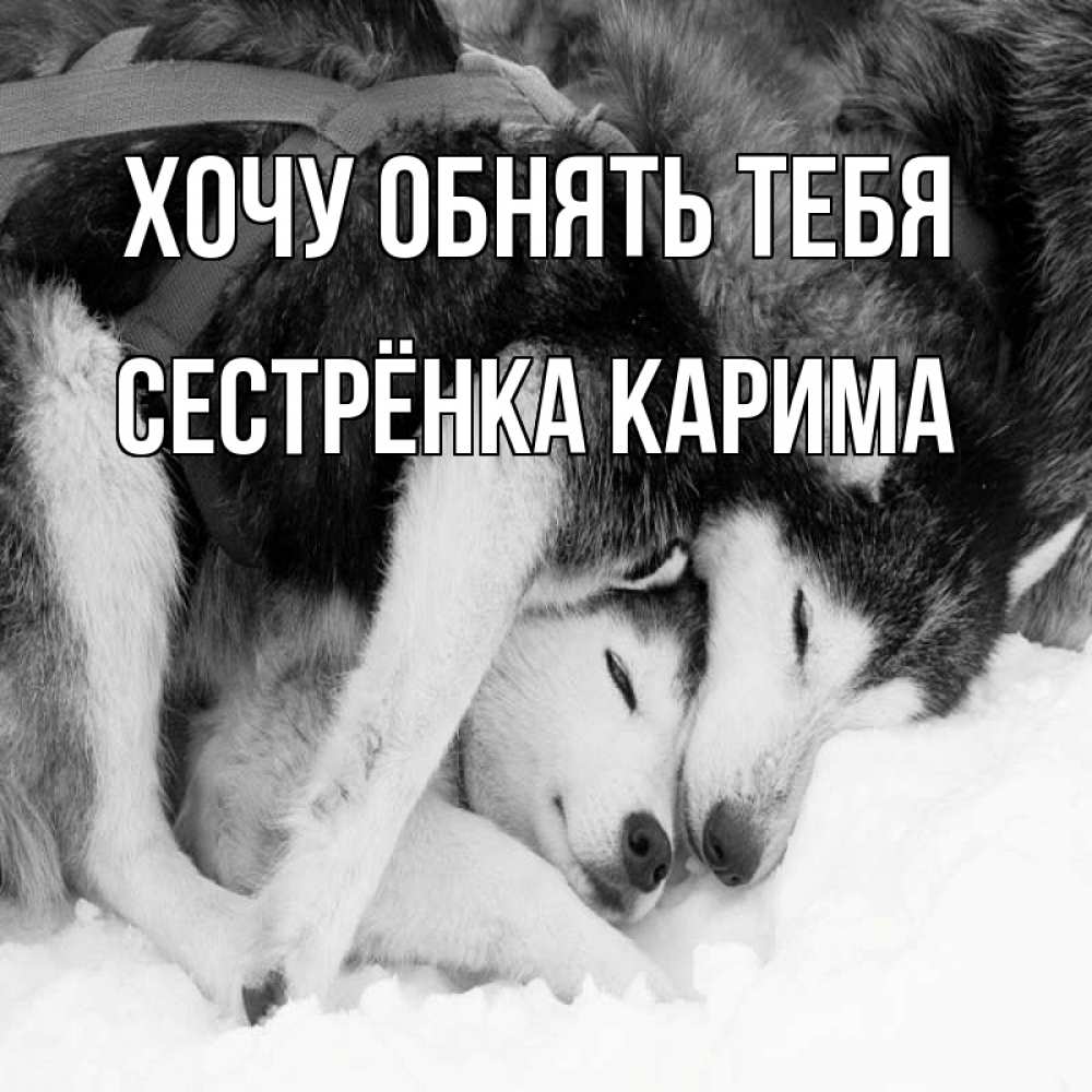 Открытка на каждый день с именем, Сестрёнка-Карима Хочу обнять тебя собачки в упряжке Прикольная открытка с пожеланием онлайн скачать бесплатно 