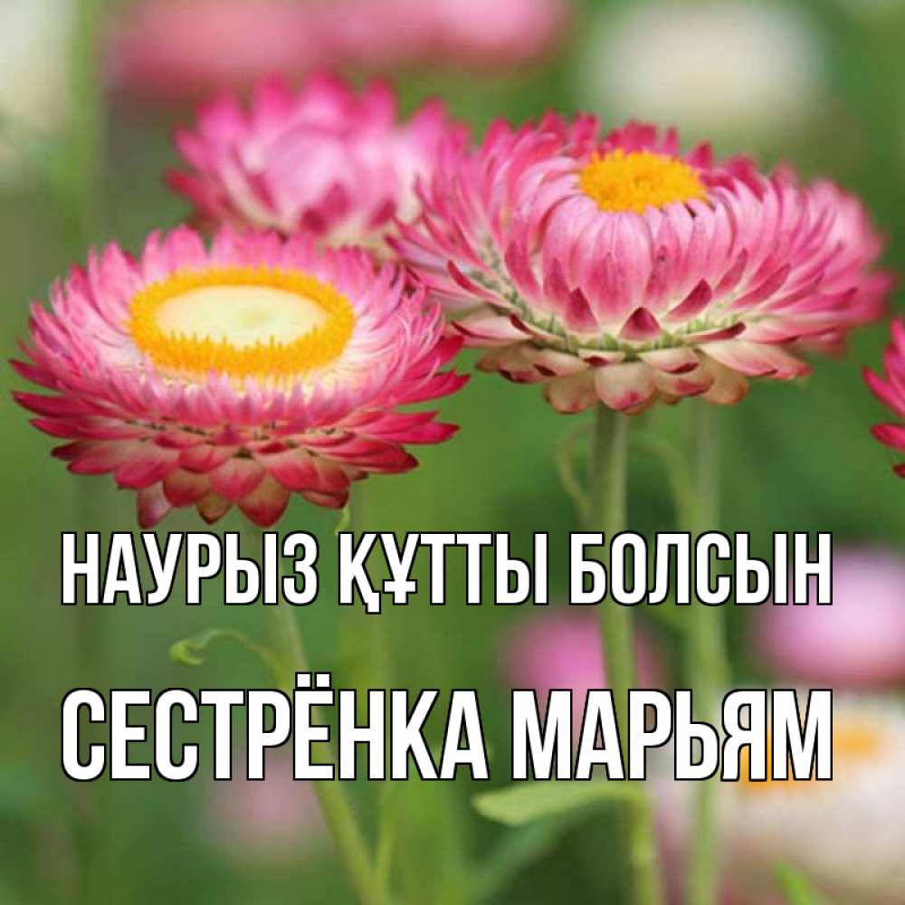 Открытка на каждый день с именем, Сестрёнка-Марьям Наурыз құтты болсын подарок на международный женский день Прикольная открытка с пожеланием онлайн скачать бесплатно 