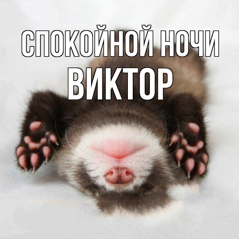 Открытка на каждый день с именем, Виктор Спокойной ночи зверек Прикольная открытка с пожеланием онлайн скачать бесплатно 