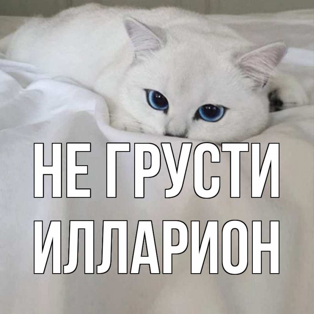 Открытка на каждый день с именем, Илларион Не грусти белый кот с голубыми глазами на белоснежной кровати Прикольная открытка с пожеланием онлайн скачать бесплатно 