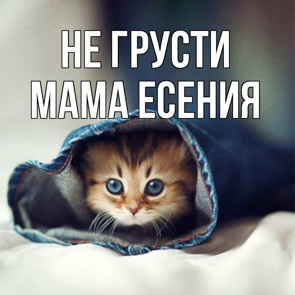 Открытка на каждый день с именем, Мама-Есения Не грусти кот в одежде Прикольная открытка с пожеланием онлайн скачать бесплатно 