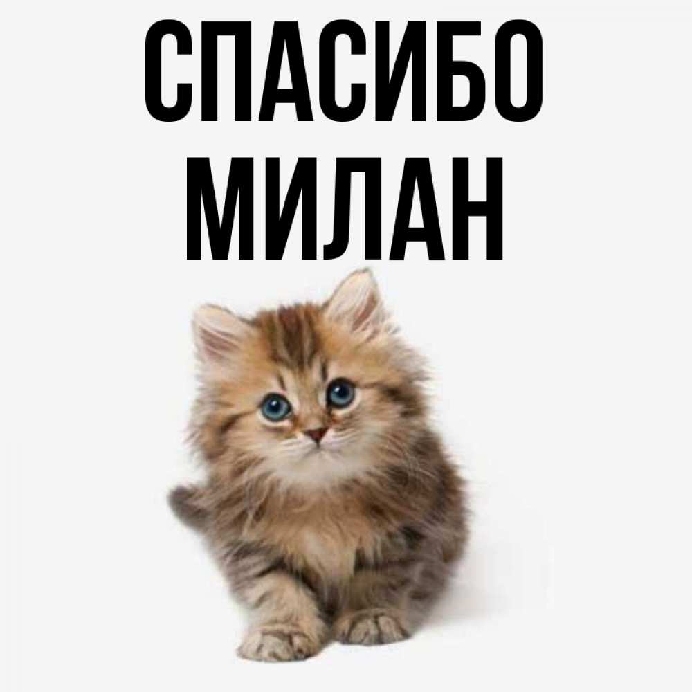 Открытка на каждый день с именем, Милан Спасибо пушистый котик Прикольная открытка с пожеланием онлайн скачать бесплатно 