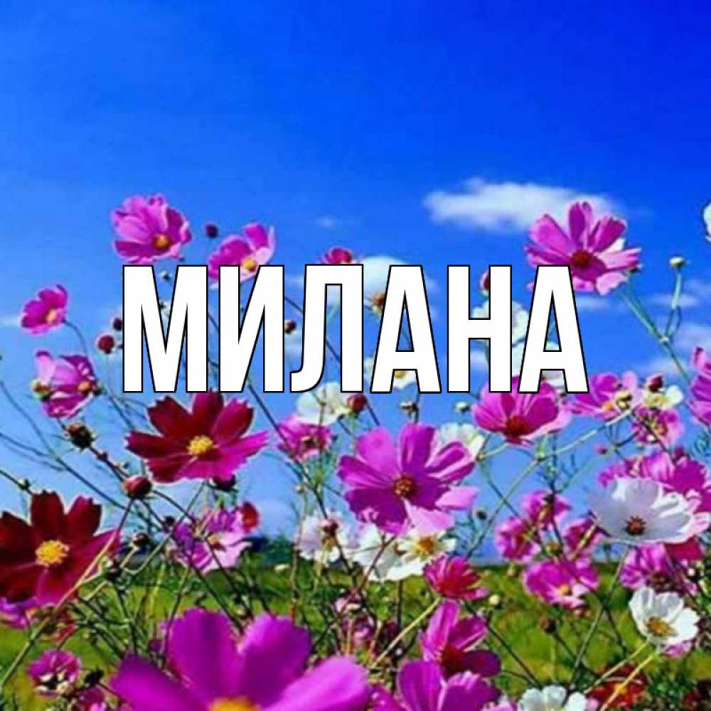 Открытка на каждый день с именем, Милана Главная цветы Прикольная открытка с пожеланием онлайн скачать бесплатно 