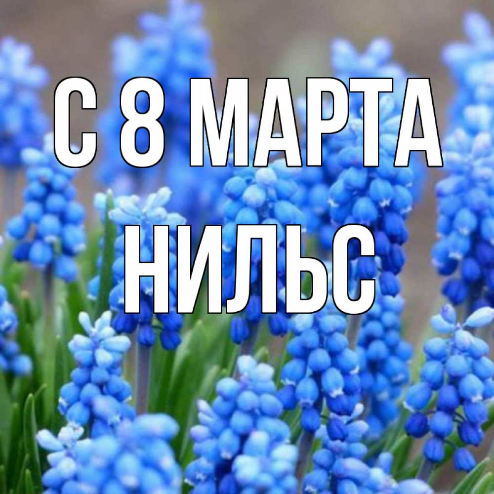 Открытка на каждый день с именем, Нильс С 8 МАРТА Поздравительная открытка для женщин с цветами на праздничную дату Прикольная открытка с пожеланием онлайн скачать бесплатно 