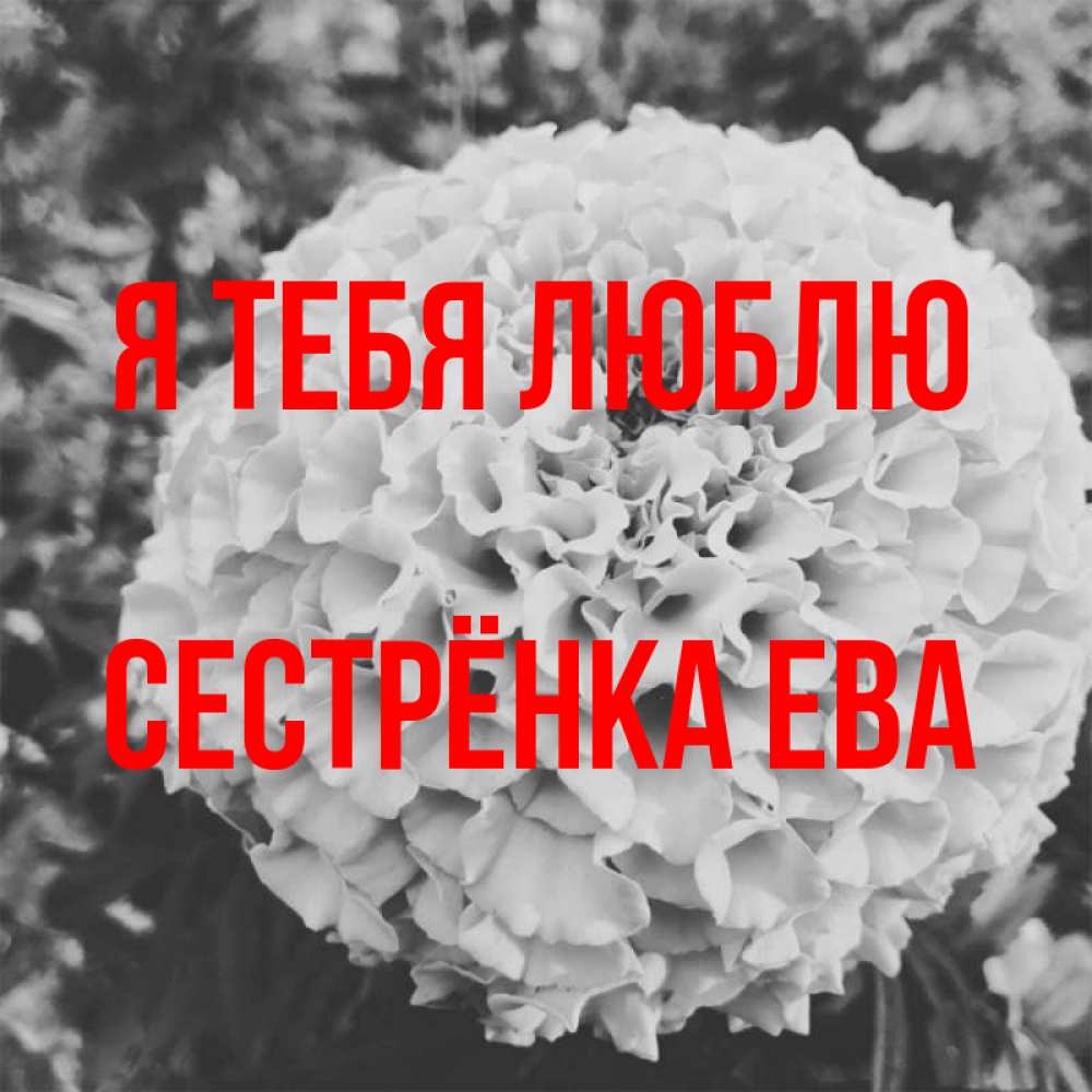 Открытка на каждый день с именем, Сестрёнка-Ева Я тебя люблю подпись Прикольная открытка с пожеланием онлайн скачать бесплатно 