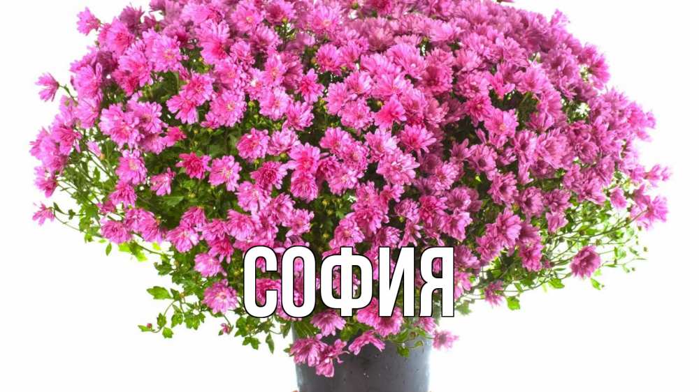 Открытка на каждый день с именем, София Главная с днем бухгалтера Прикольная открытка с пожеланием онлайн скачать бесплатно 