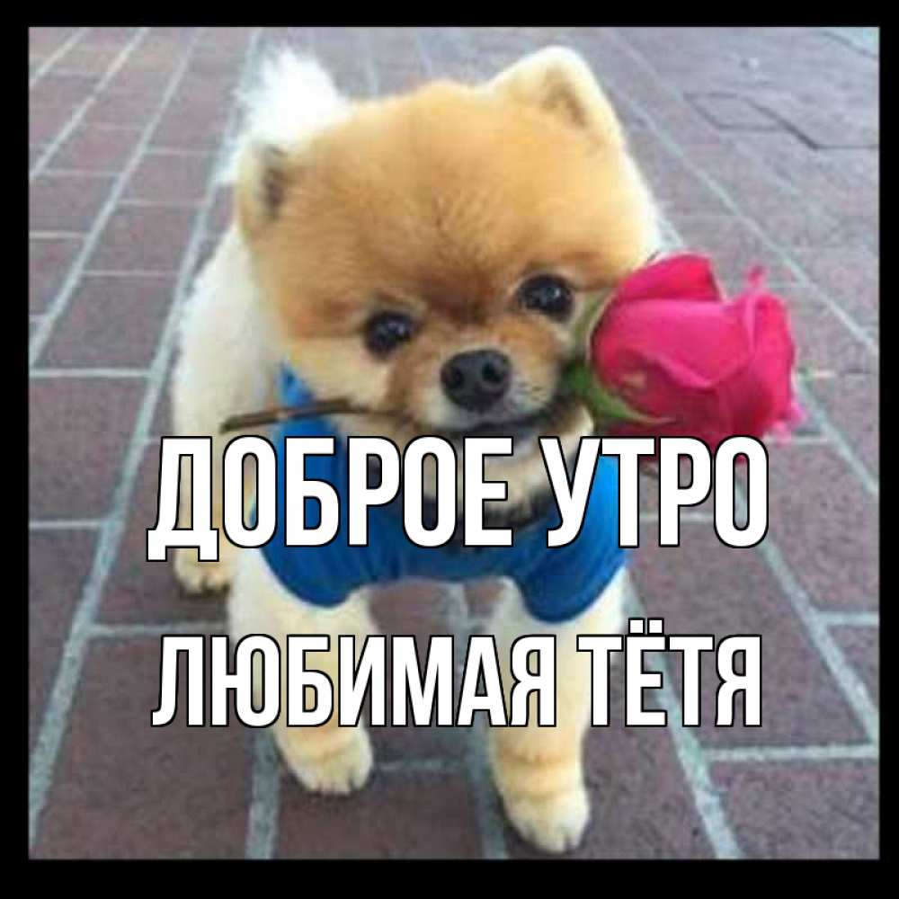Открытка на каждый день с именем, любимая-Тётя Доброе утро роза в зубах Прикольная открытка с пожеланием онлайн скачать бесплатно 