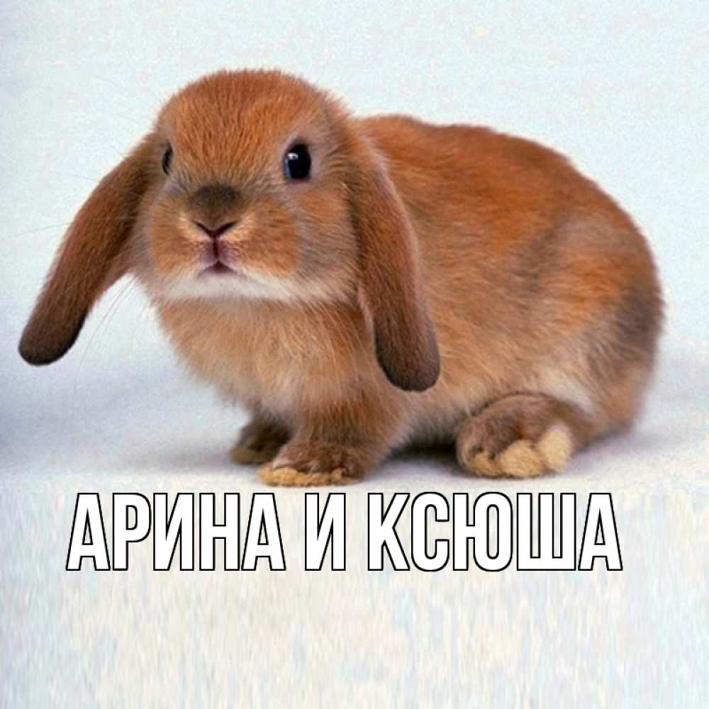 Открытка на каждый день с именем, Арина-и-Ксюша Главная кроль коричневый Прикольная открытка с пожеланием онлайн скачать бесплатно 