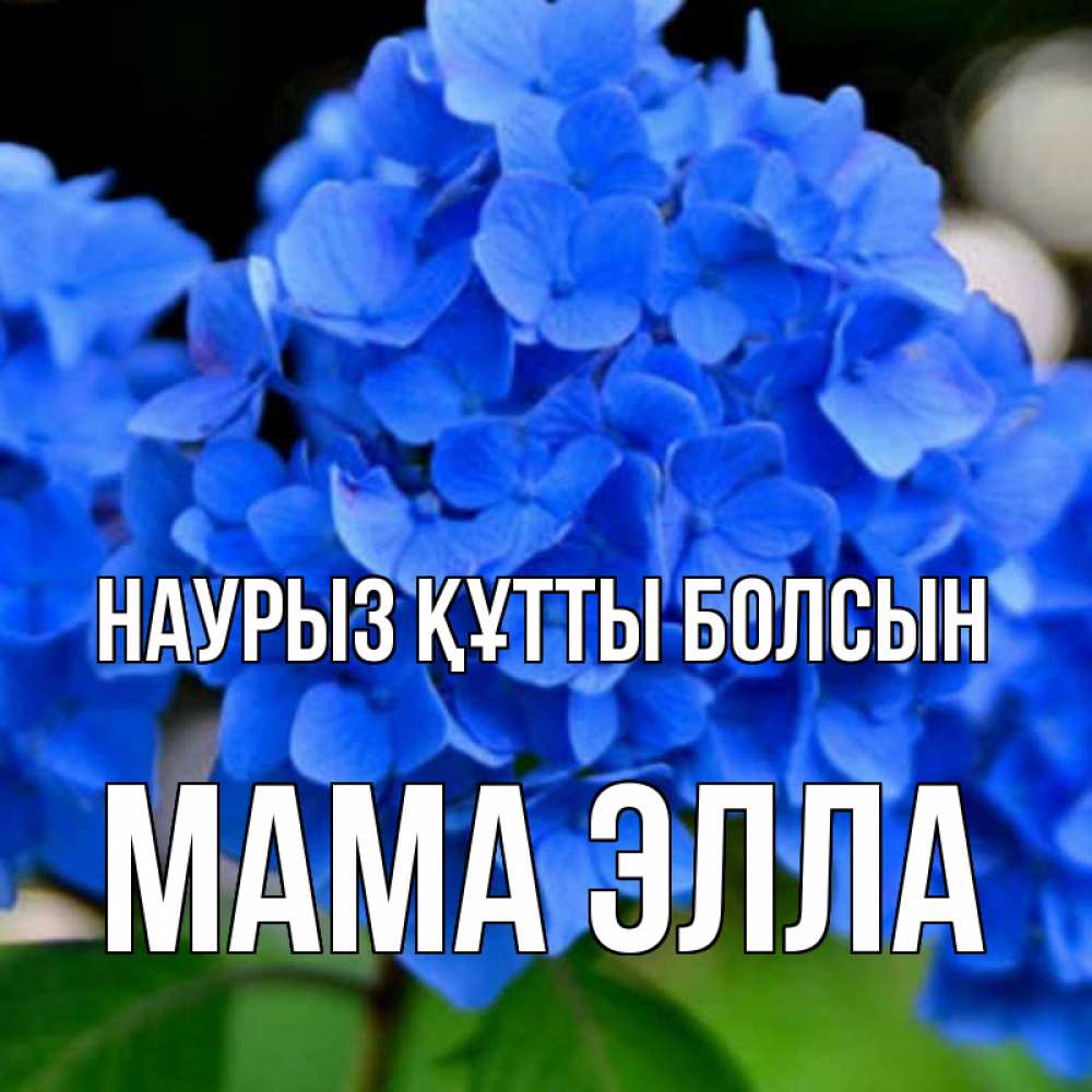 Открытка на каждый день с именем, Мама-Элла Наурыз құтты болсын синие цветы Прикольная открытка с пожеланием онлайн скачать бесплатно 