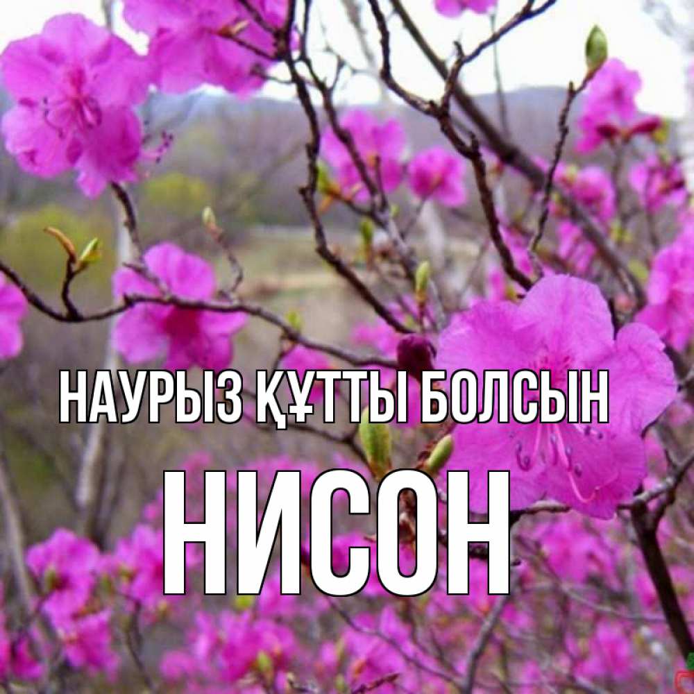 Открытка на каждый день с именем, Нисон Наурыз құтты болсын наурыз мейрамы кутты болсын Прикольная открытка с пожеланием онлайн скачать бесплатно 