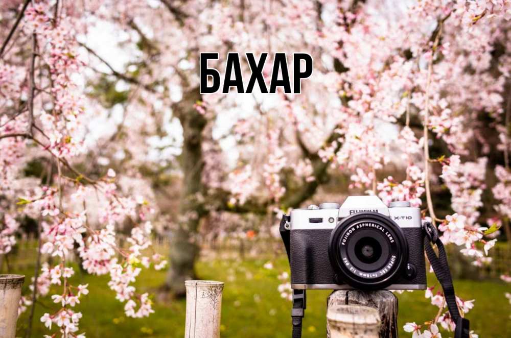 Открытка на каждый день с именем, Бахар Главная сирень с днем фотографа, фотоаппарат Прикольная открытка с пожеланием онлайн скачать бесплатно 