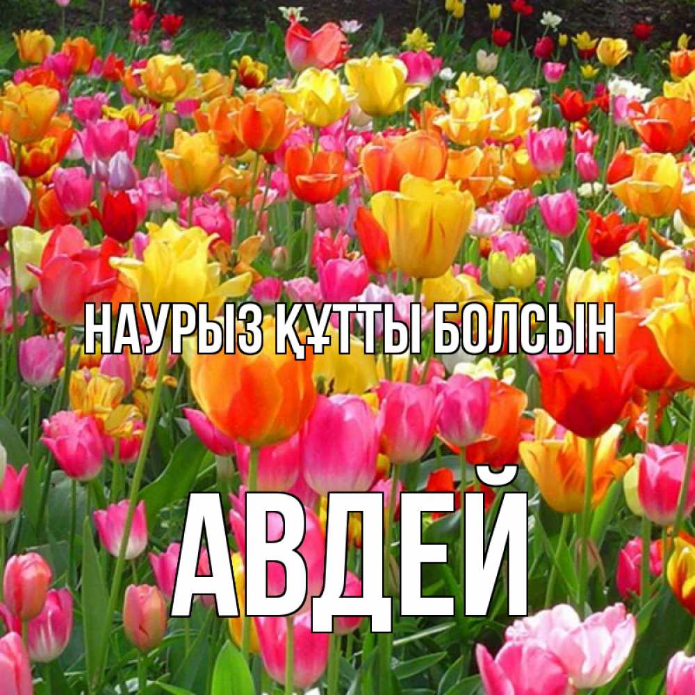 Открытка на каждый день с именем, Авдей Наурыз құтты болсын на наурыз  ура ура Прикольная открытка с пожеланием онлайн скачать бесплатно 