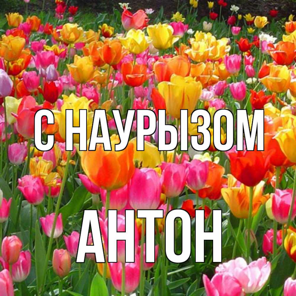 Открытка на каждый день с именем, Антон С наурызом праздник весны наурыз 4 Прикольная открытка с пожеланием онлайн скачать бесплатно 