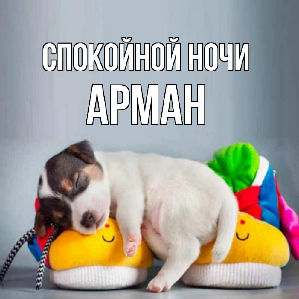 Открытка на каждый день с именем, Арман Спокойной ночи собачка Прикольная открытка с пожеланием онлайн скачать бесплатно 