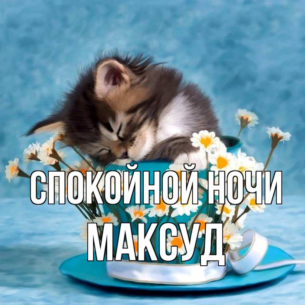 Открытка на каждый день с именем, Максуд Спокойной ночи котенок спит в кружке с блюдцем Прикольная открытка с пожеланием онлайн скачать бесплатно 