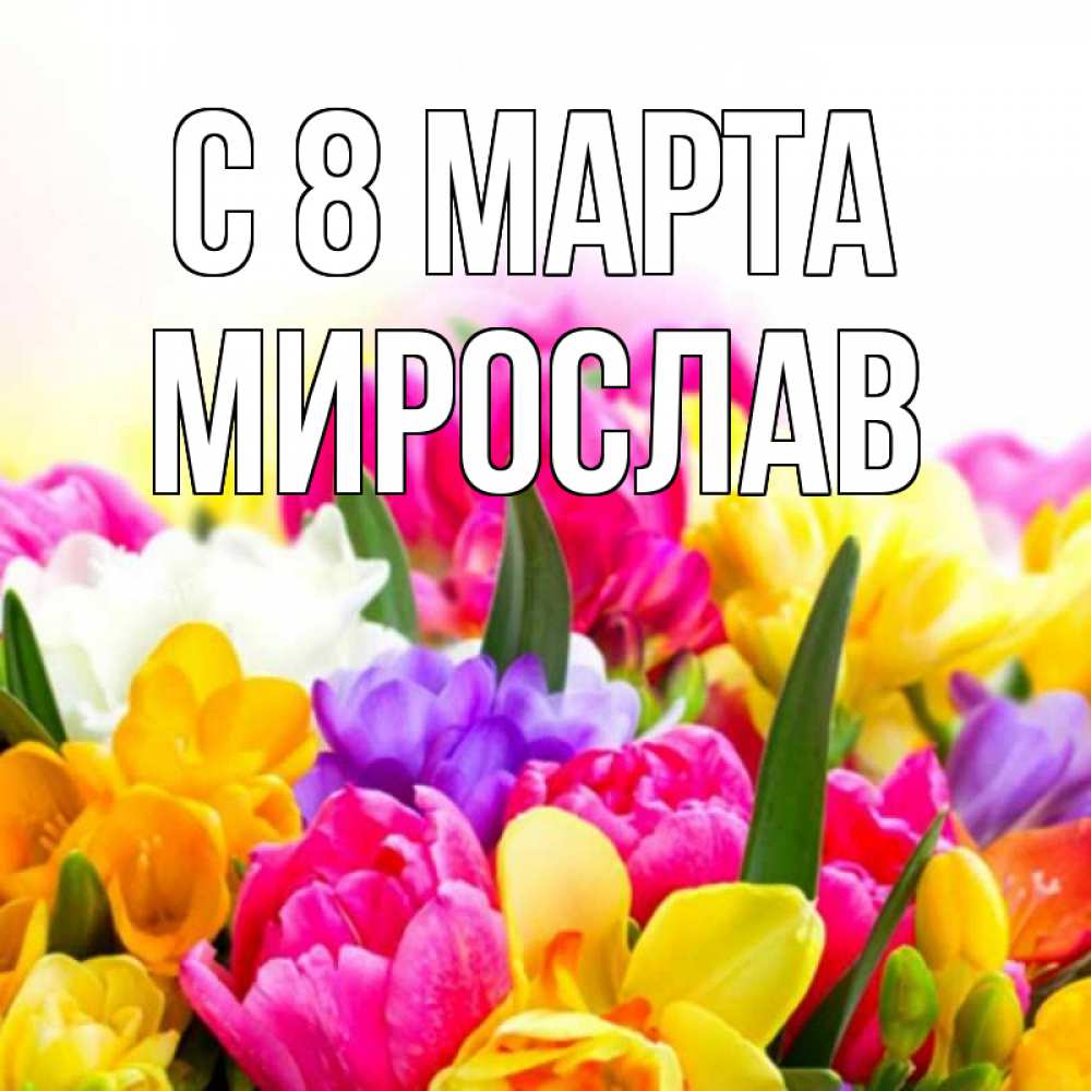 Открытка на каждый день с именем, Мирослав С 8 МАРТА тюльпаны Прикольная открытка с пожеланием онлайн скачать бесплатно 