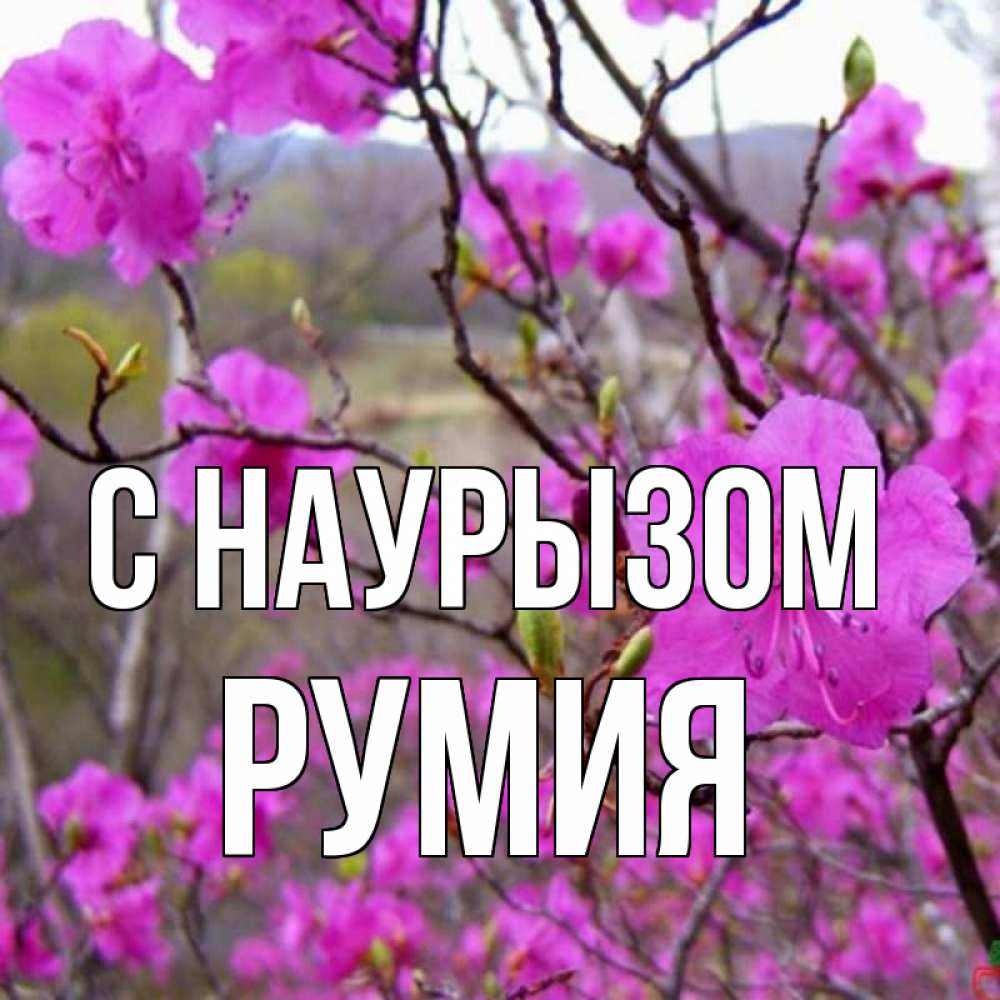 Открытка на каждый день с именем, Румия С наурызом праздник весны наурыз Прикольная открытка с пожеланием онлайн скачать бесплатно 