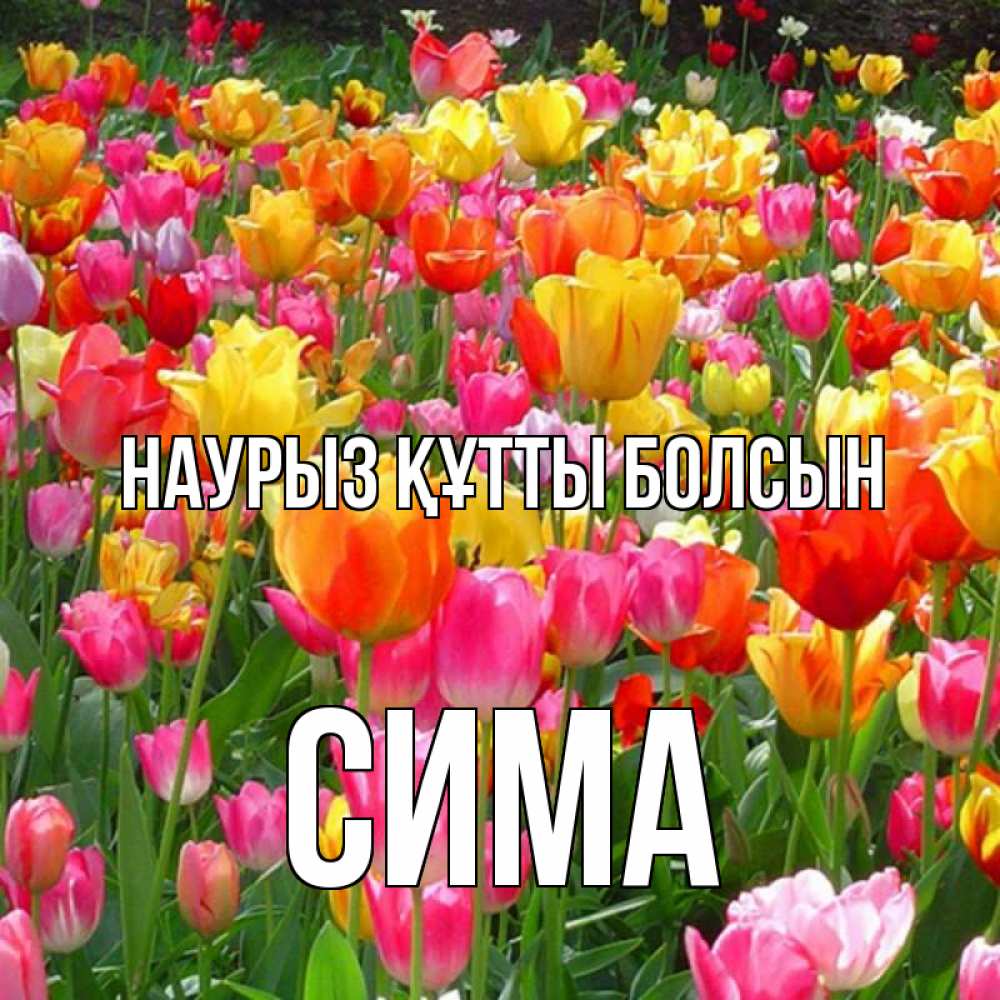 Открытка на каждый день с именем, Сима Наурыз құтты болсын на наурыз  ура ура Прикольная открытка с пожеланием онлайн скачать бесплатно 