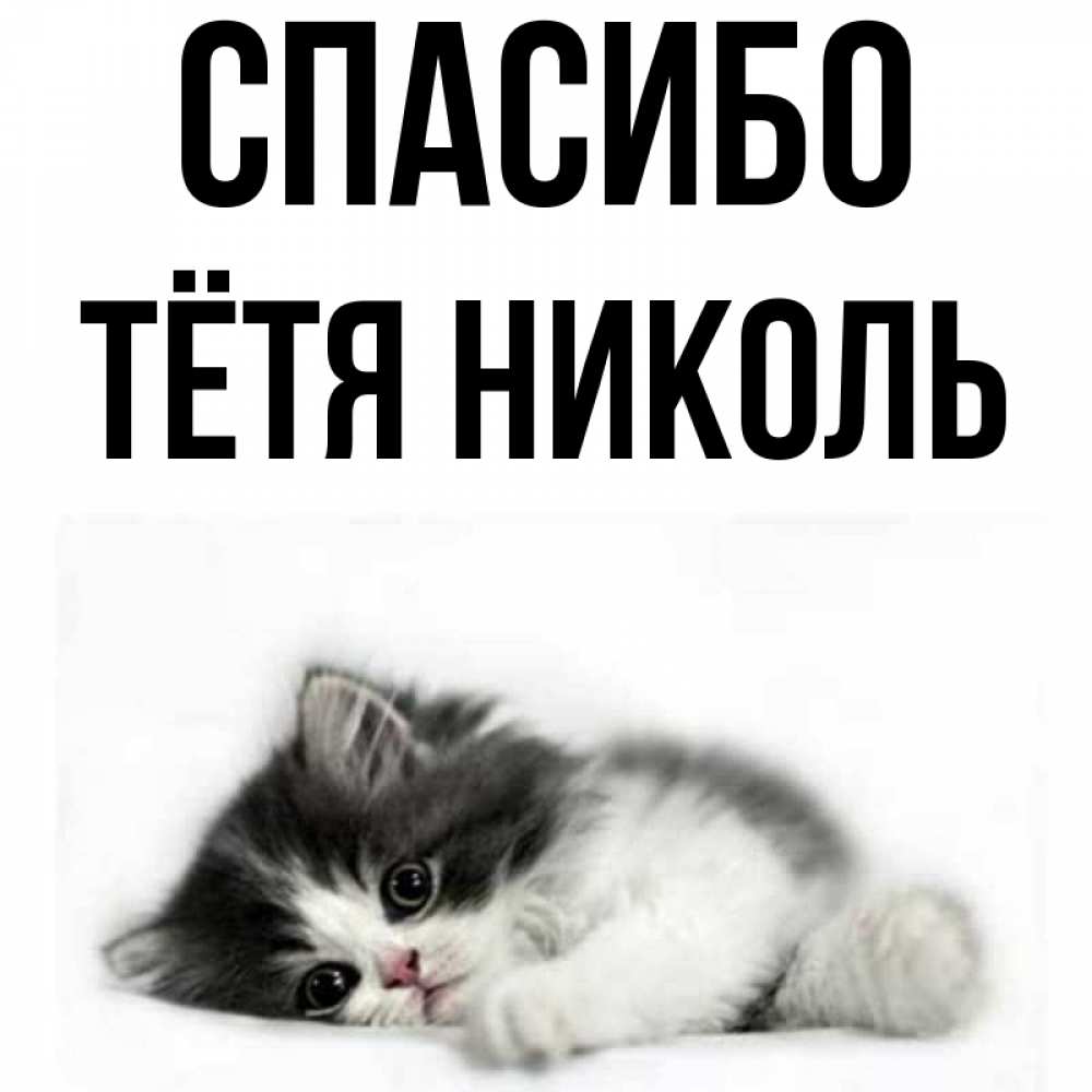 Открытка на каждый день с именем, Тётя-Николь Спасибо черный и белый кот Прикольная открытка с пожеланием онлайн скачать бесплатно 
