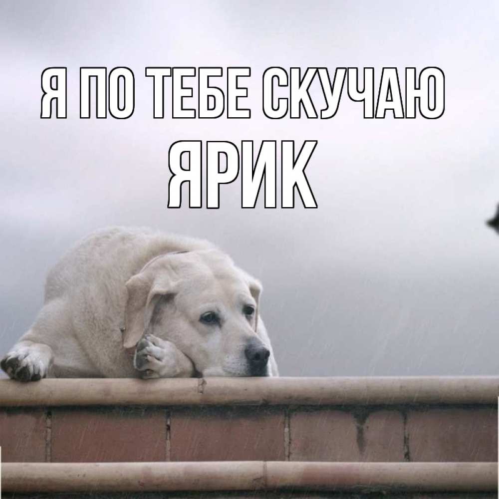 Открытка на каждый день с именем, Ярик Я по тебе скучаю ждет Прикольная открытка с пожеланием онлайн скачать бесплатно 
