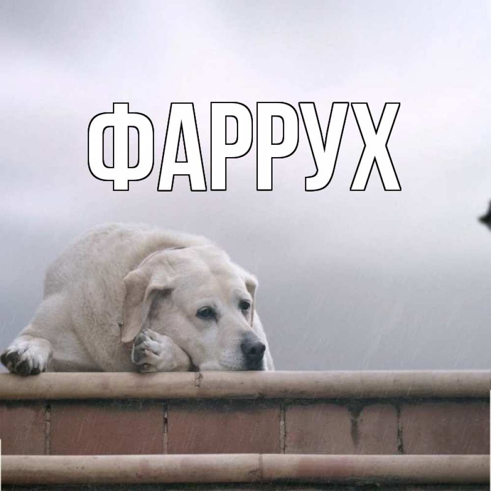 Картинка  с именем , Фаррух