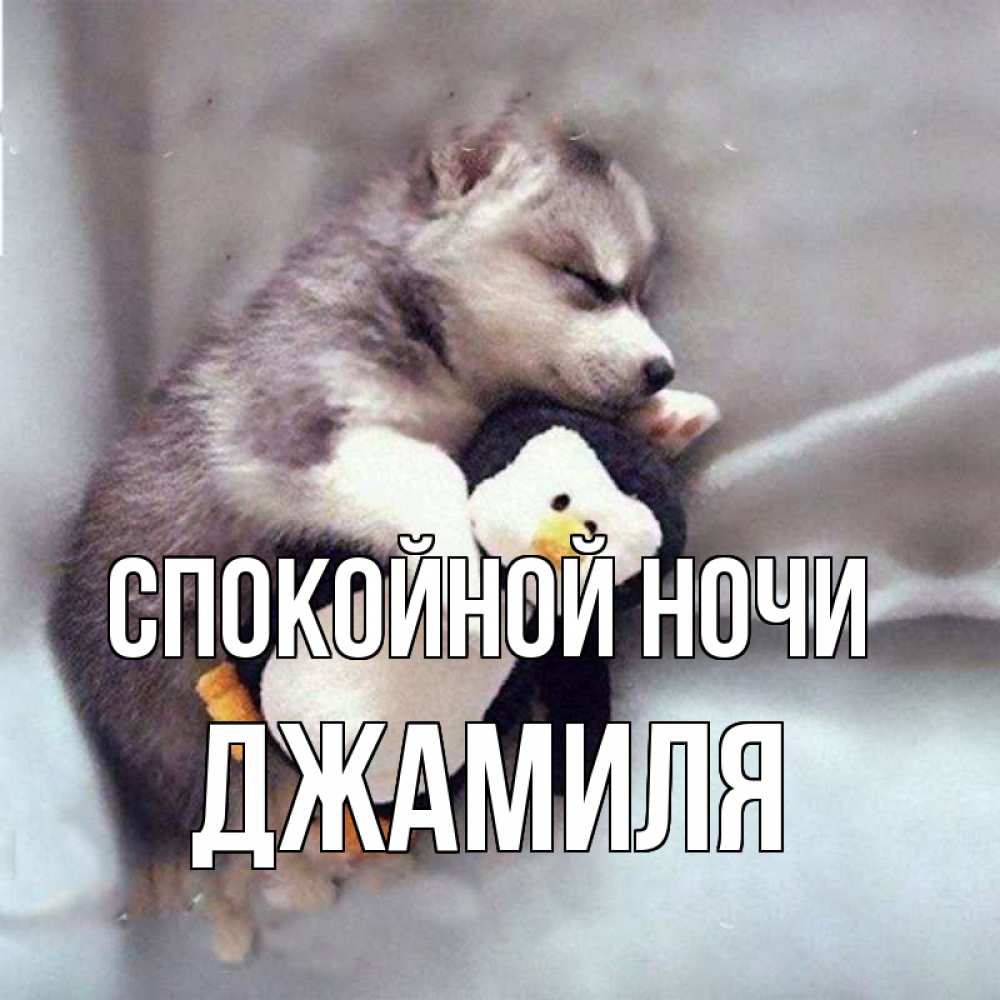 Открытка на каждый день с именем, Джамиля Спокойной ночи обнимашки щенка и пингвина Прикольная открытка с пожеланием онлайн скачать бесплатно 