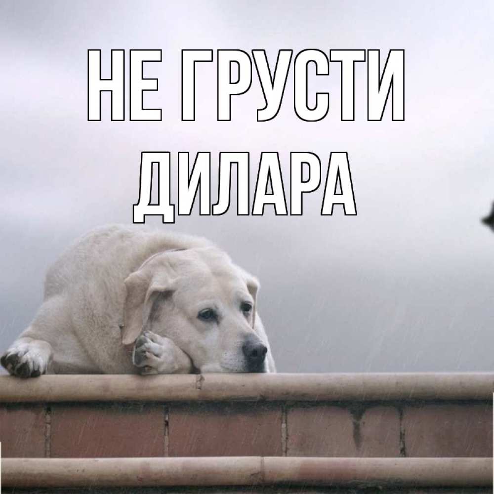 Открытка на каждый день с именем, Дилара Не грусти белый пес 1 Прикольная открытка с пожеланием онлайн скачать бесплатно 