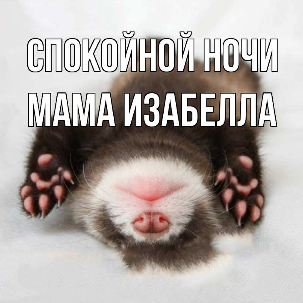 Открытка на каждый день с именем, Мама-Изабелла Спокойной ночи зверек Прикольная открытка с пожеланием онлайн скачать бесплатно 