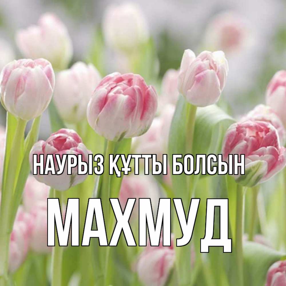Открытка на каждый день с именем, Махмуд Наурыз құтты болсын цветы Прикольная открытка с пожеланием онлайн скачать бесплатно 