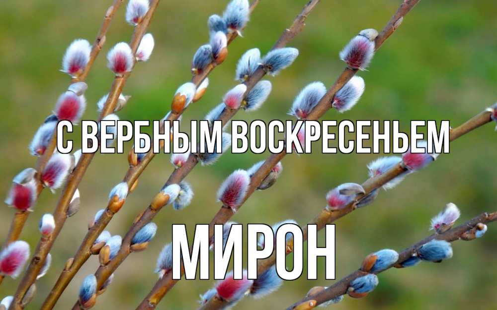 Открытка на каждый день с именем, Мирон С вербным воскресеньем верба Прикольная открытка с пожеланием онлайн скачать бесплатно 