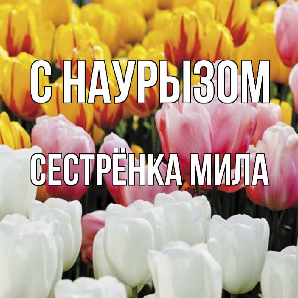 Открытка на каждый день с именем, Сестрёнка-Мила С наурызом разноцветные цветы Прикольная открытка с пожеланием онлайн скачать бесплатно 