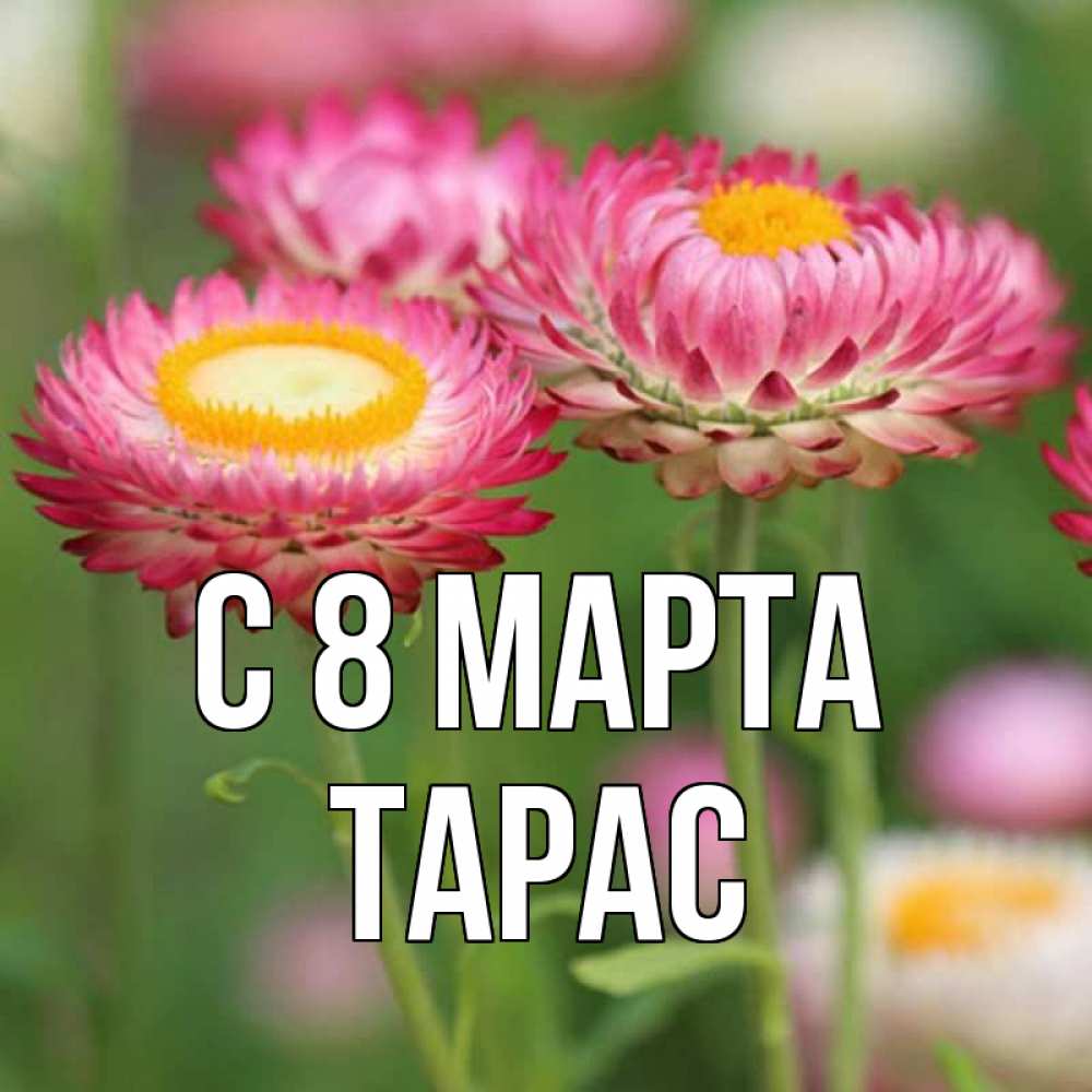 Открытка на каждый день с именем, Тарас С 8 МАРТА подарок на международный женский день Прикольная открытка с пожеланием онлайн скачать бесплатно 