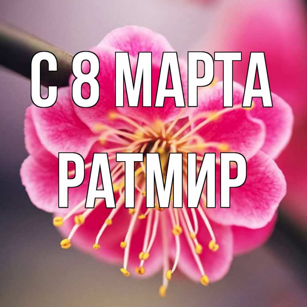 Открытка на каждый день с именем, Ратмир С 8 МАРТА цветы Прикольная открытка с пожеланием онлайн скачать бесплатно 