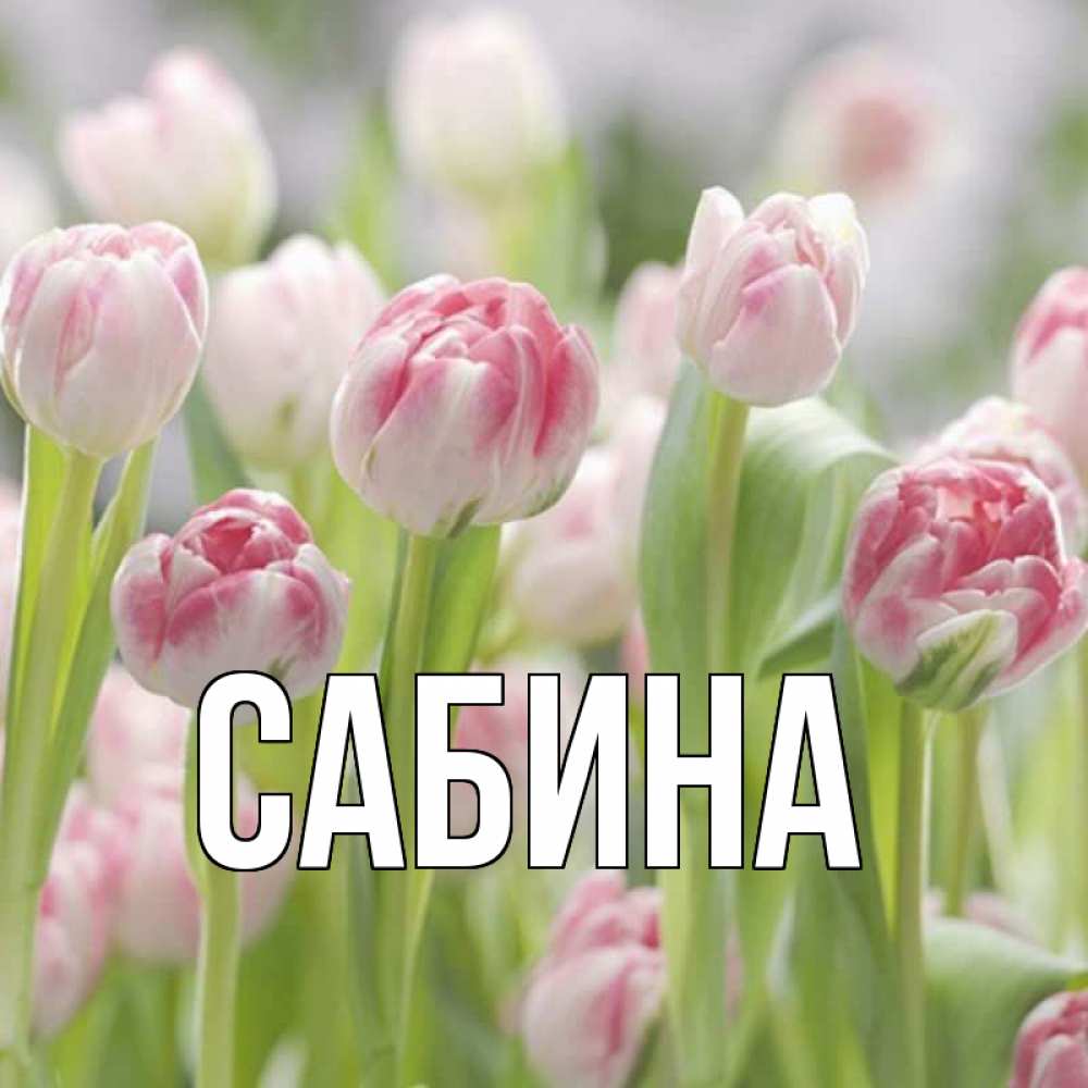 Открытка на каждый день с именем, Сабина Главная цветы Прикольная открытка с пожеланием онлайн скачать бесплатно 