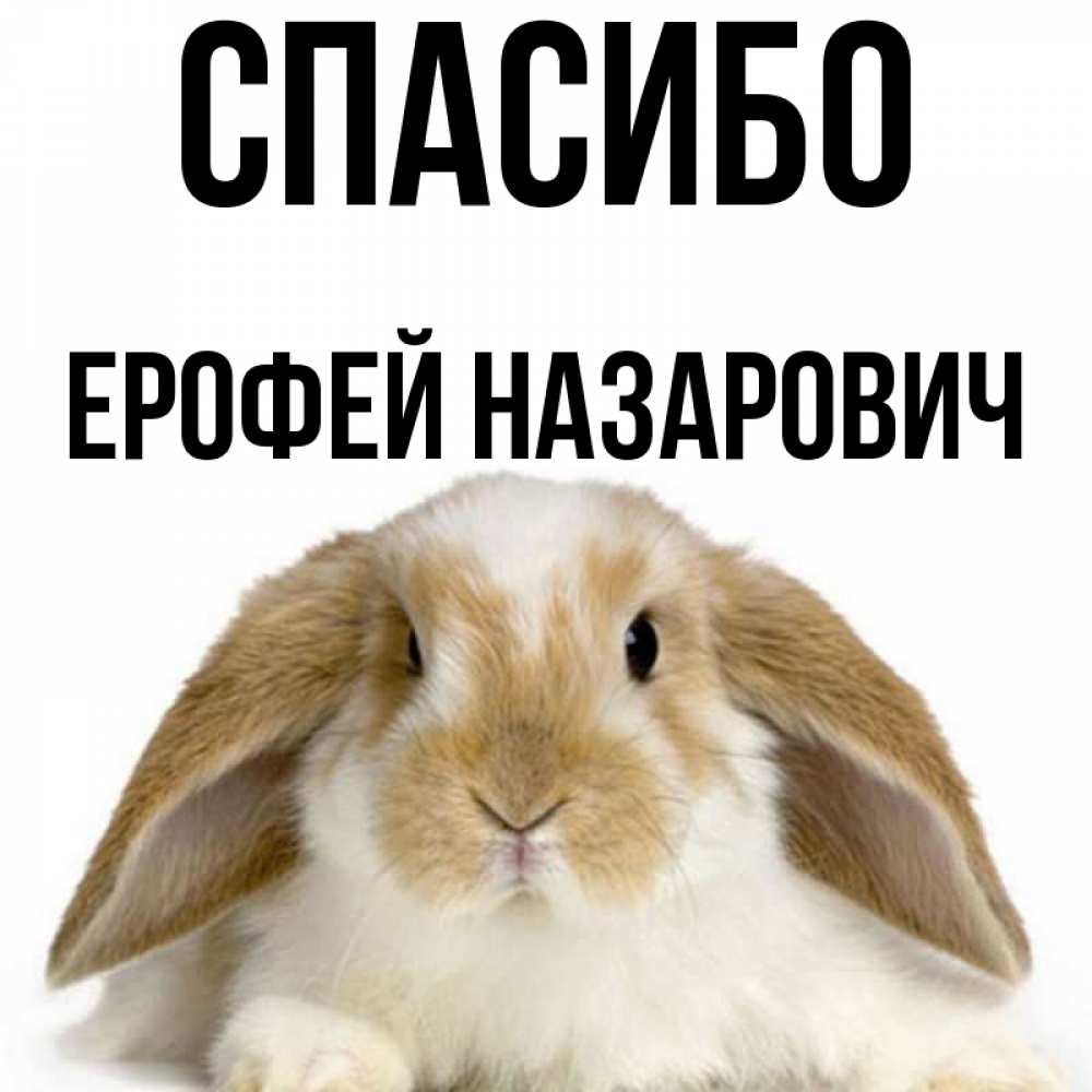Спасибо Заяц
