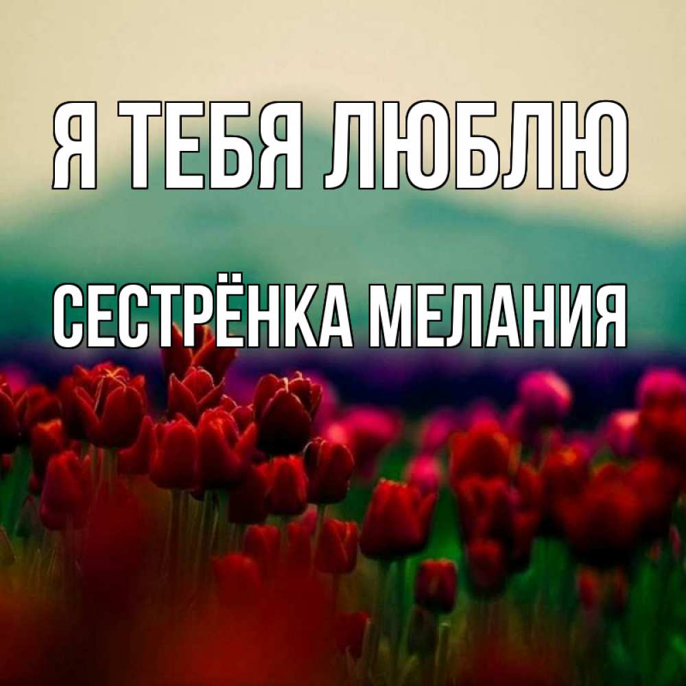 Открытка на каждый день с именем, Сестрёнка-Мелания Я тебя люблю тюльпаны 4 Прикольная открытка с пожеланием онлайн скачать бесплатно 