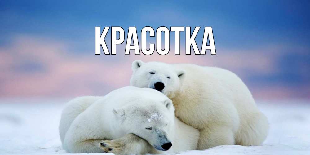 Открытка на каждый день с именем, красотка Главная белые медведи спят в обнимку Прикольная открытка с пожеланием онлайн скачать бесплатно 