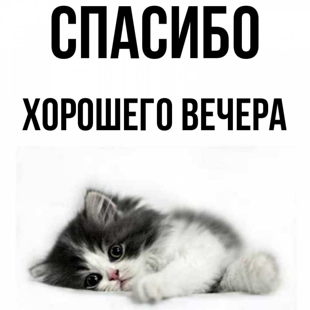 Открытка на каждый день с именем, -Хорошего-вечера Спасибо черный и белый кот Прикольная открытка с пожеланием онлайн скачать бесплатно 