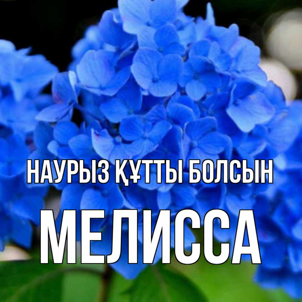 Открытка на каждый день с именем, Мелисса Наурыз құтты болсын синие цветы Прикольная открытка с пожеланием онлайн скачать бесплатно 
