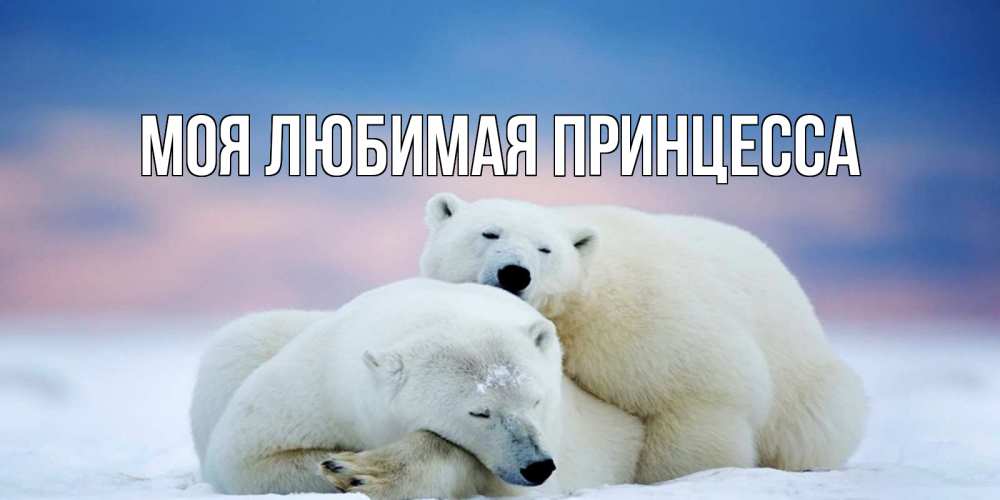 Открытка на каждый день с именем, Моя-Любимая-Принцесса Главная белые медведи спят в обнимку Прикольная открытка с пожеланием онлайн скачать бесплатно 