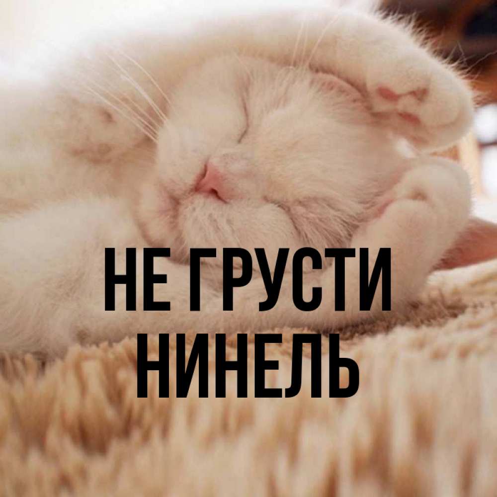 Открытка на каждый день с именем, Нинель Не грусти Котенок спит Прикольная открытка с пожеланием онлайн скачать бесплатно 