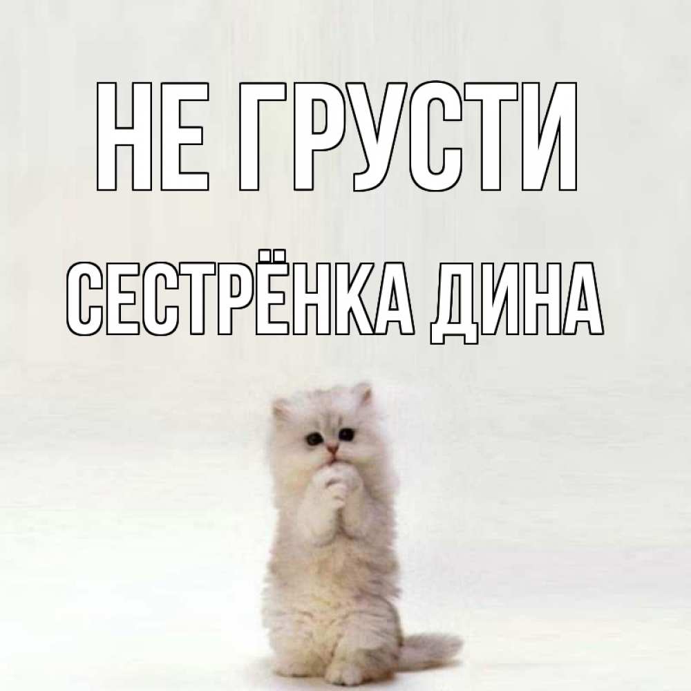 Открытка на каждый день с именем, Сестрёнка-Дина Не грусти грустный кот Прикольная открытка с пожеланием онлайн скачать бесплатно 