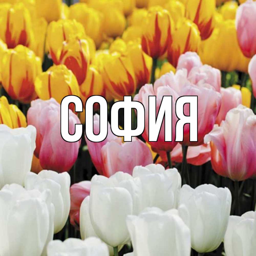 Открытка на каждый день с именем, София Главная разноцветные цветы Прикольная открытка с пожеланием онлайн скачать бесплатно 