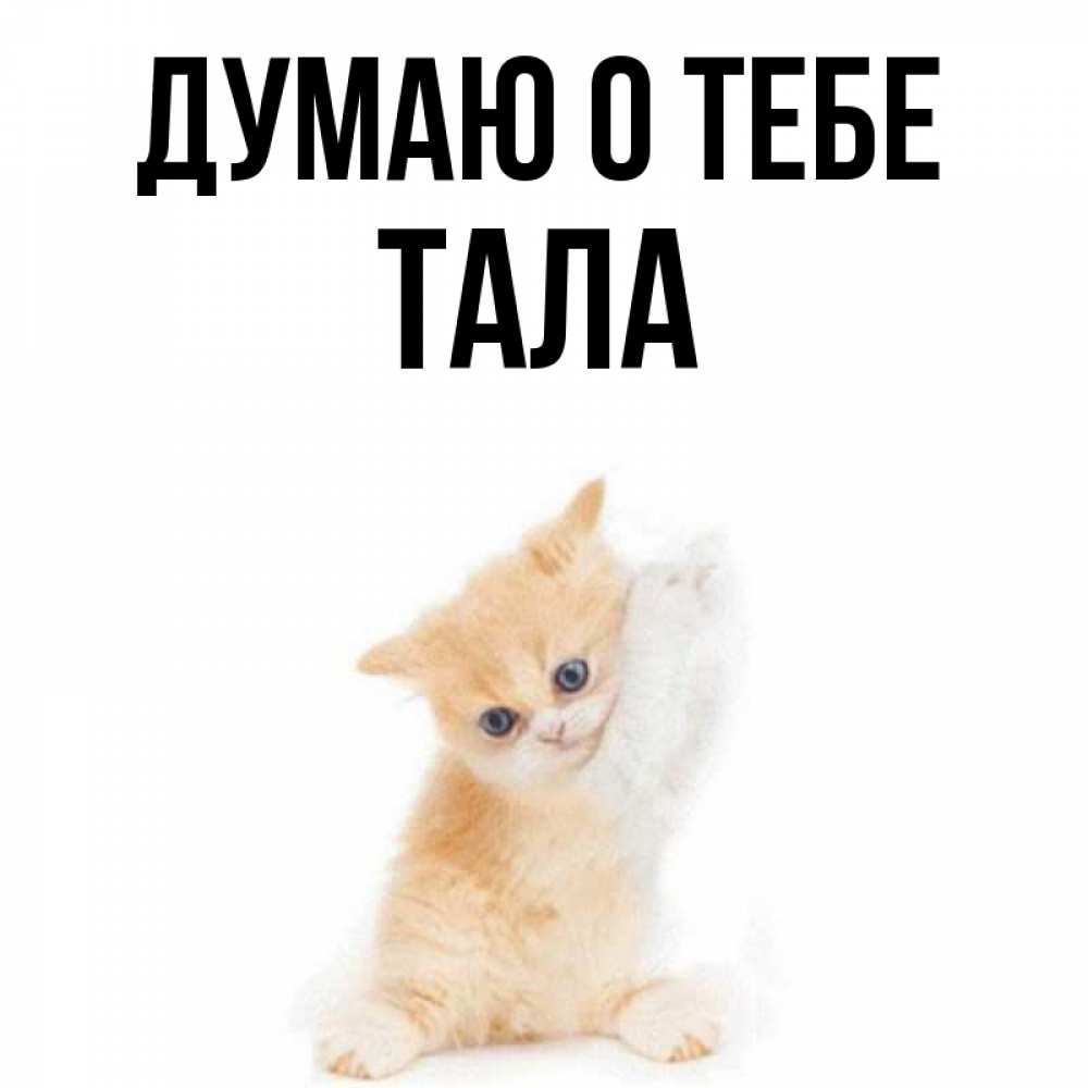 Открытка на каждый день с именем, Тала Думаю о тебе зверушки и милота Прикольная открытка с пожеланием онлайн скачать бесплатно 