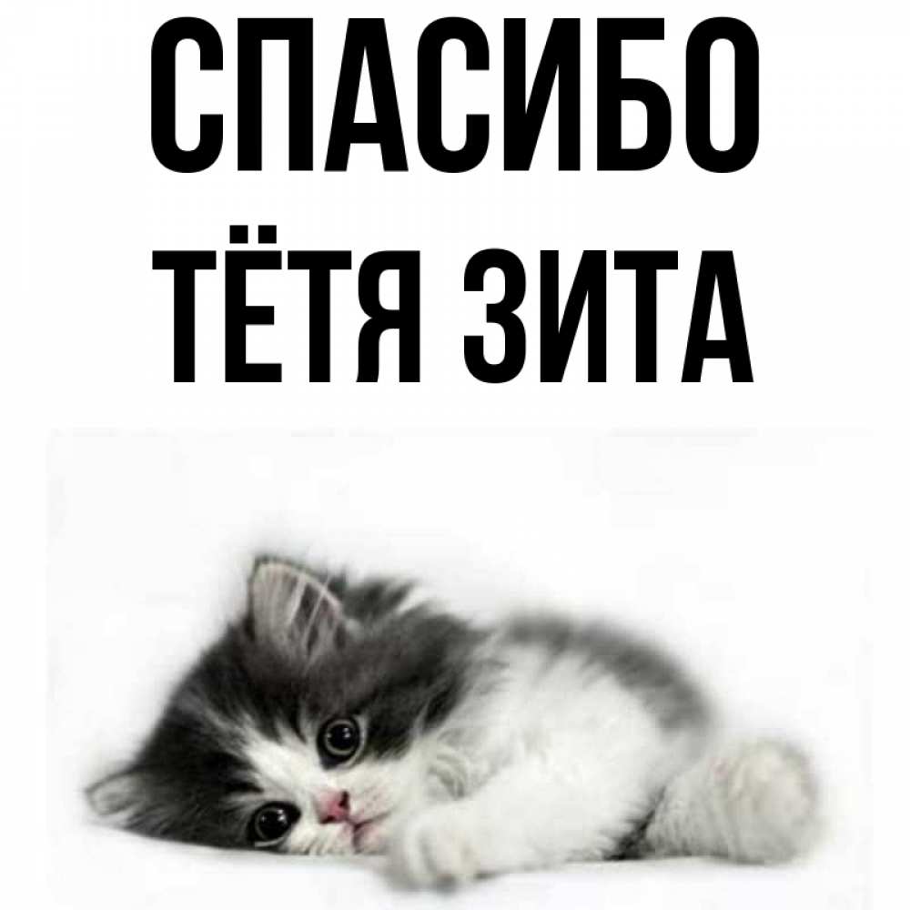 Открытка на каждый день с именем, Тётя-Зита Спасибо черный и белый кот Прикольная открытка с пожеланием онлайн скачать бесплатно 